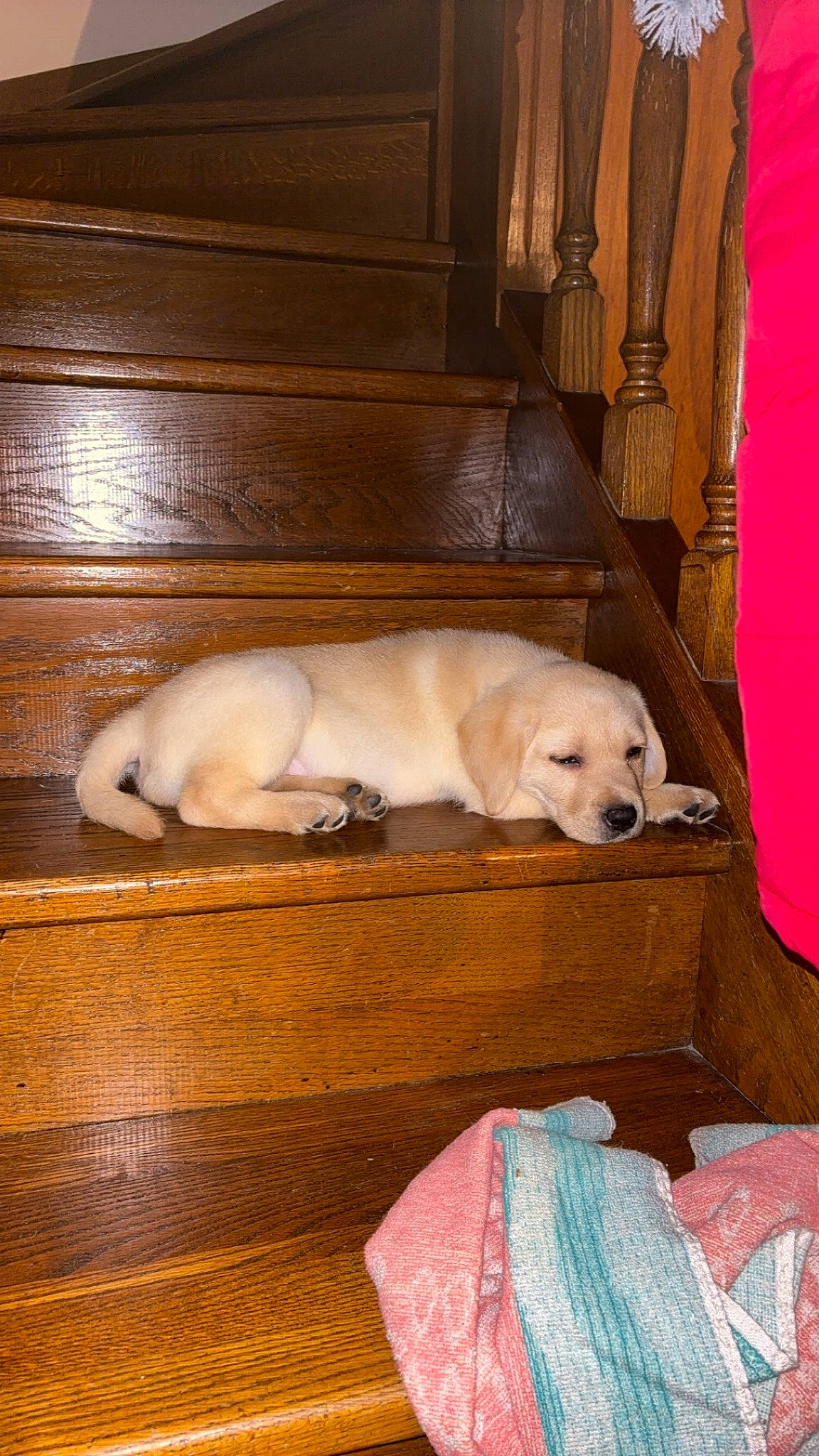 Ulya participe au concours pour gagner de l'argent avec cette photo : carnivore, comfort, companion_dog, dog, dog_breed, dog_supply, fawn, floor, flooring, fur, gun_dog, hardwood, nap, retriever, room, snout, sporting_group, wood, wood_flooring, working_animal