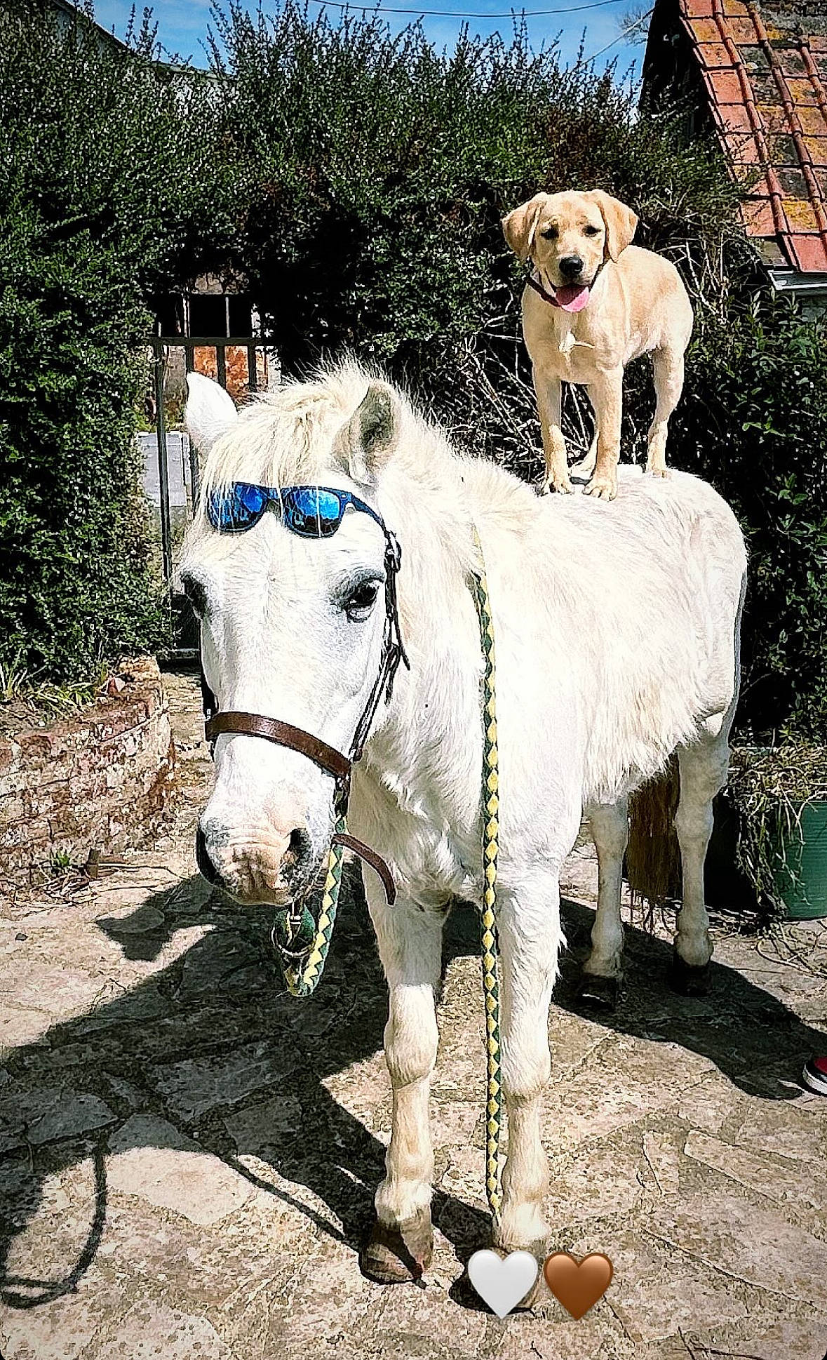 Ulya a rejoint le concours — aidez-le/la à gagner de superbes lots ! bovine, bridle, carnivore, collar, companion_dog, dog, fashion_accessory, grass, horse, horse_supplies, horse_tack, landscape, leash, livestock, mane, pack_animal, snout, tail, terrestrial_animal, working_animal