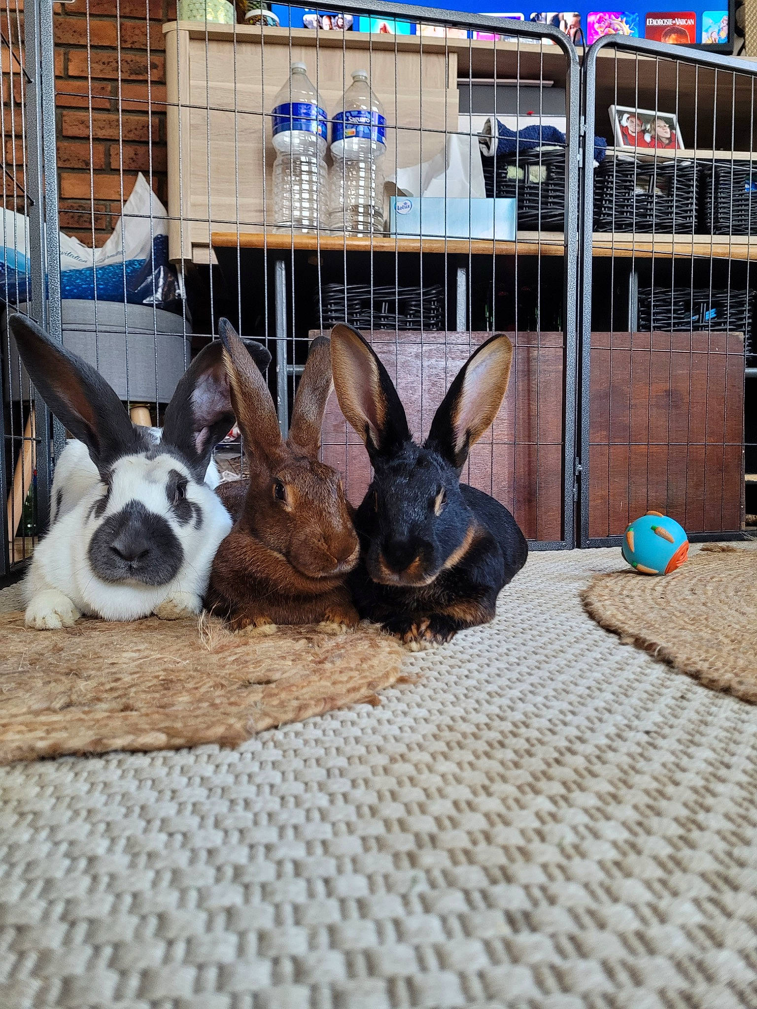 Ulya a rejoint le concours — aidez-le/la à gagner de superbes lots ! companion_dog, dog_breed, domestic_rabbit, ear, event, fawn, fence, flooring, fur, grass, hare, mammal, rabbit, rabbits_and_hares, sculpture, snout, terrestrial_animal, vertebrate, whiskers, working_animal