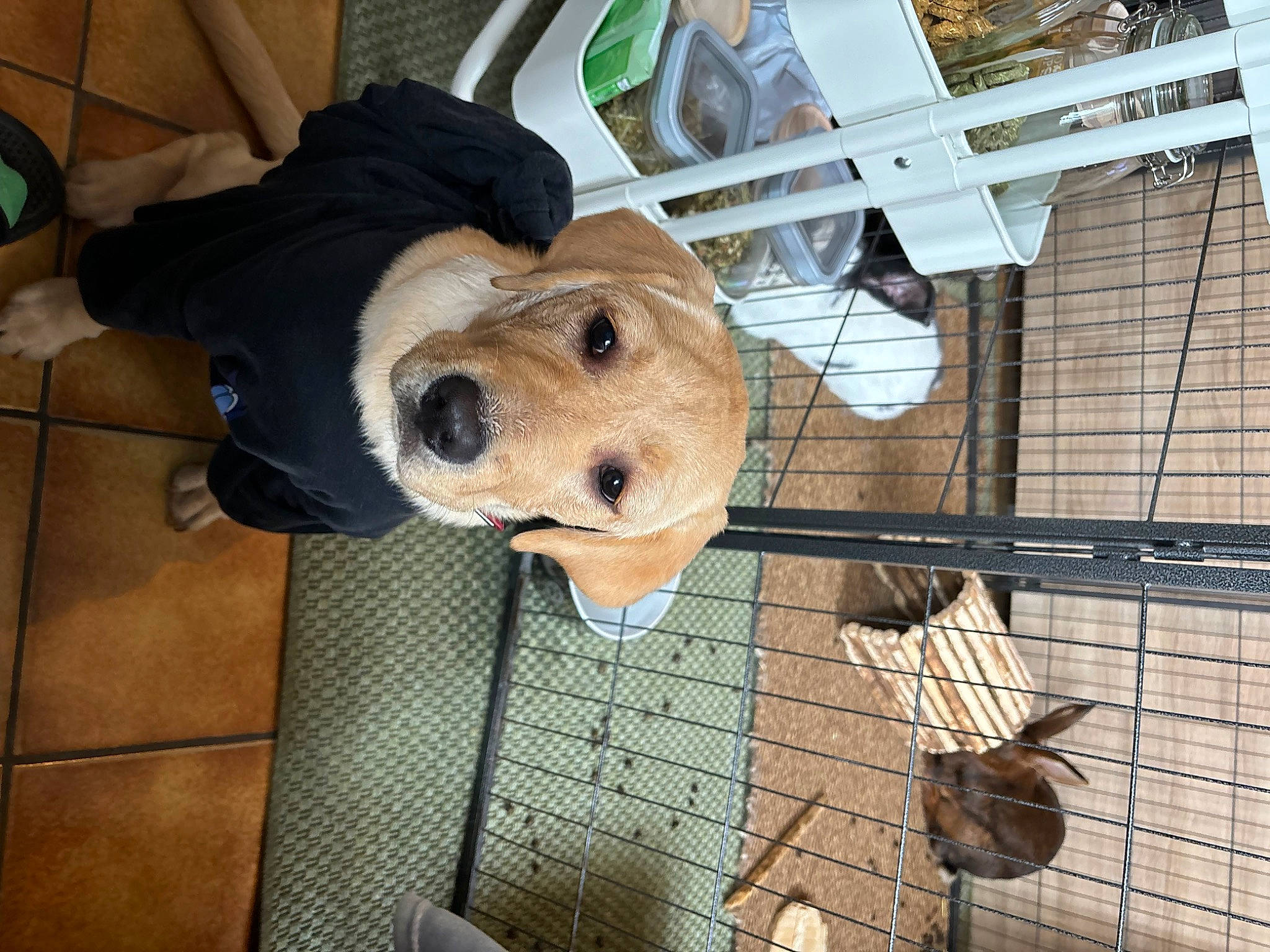 Ulya participe au concours pour gagner de l'argent avec cette photo : animal_shelter, canidae, carnivore, companion_dog, dog, dog_breed, dog_supply, fawn, flooring, fur, non_sporting_group, pet_supply, snout, sporting_group, wood, working_animal