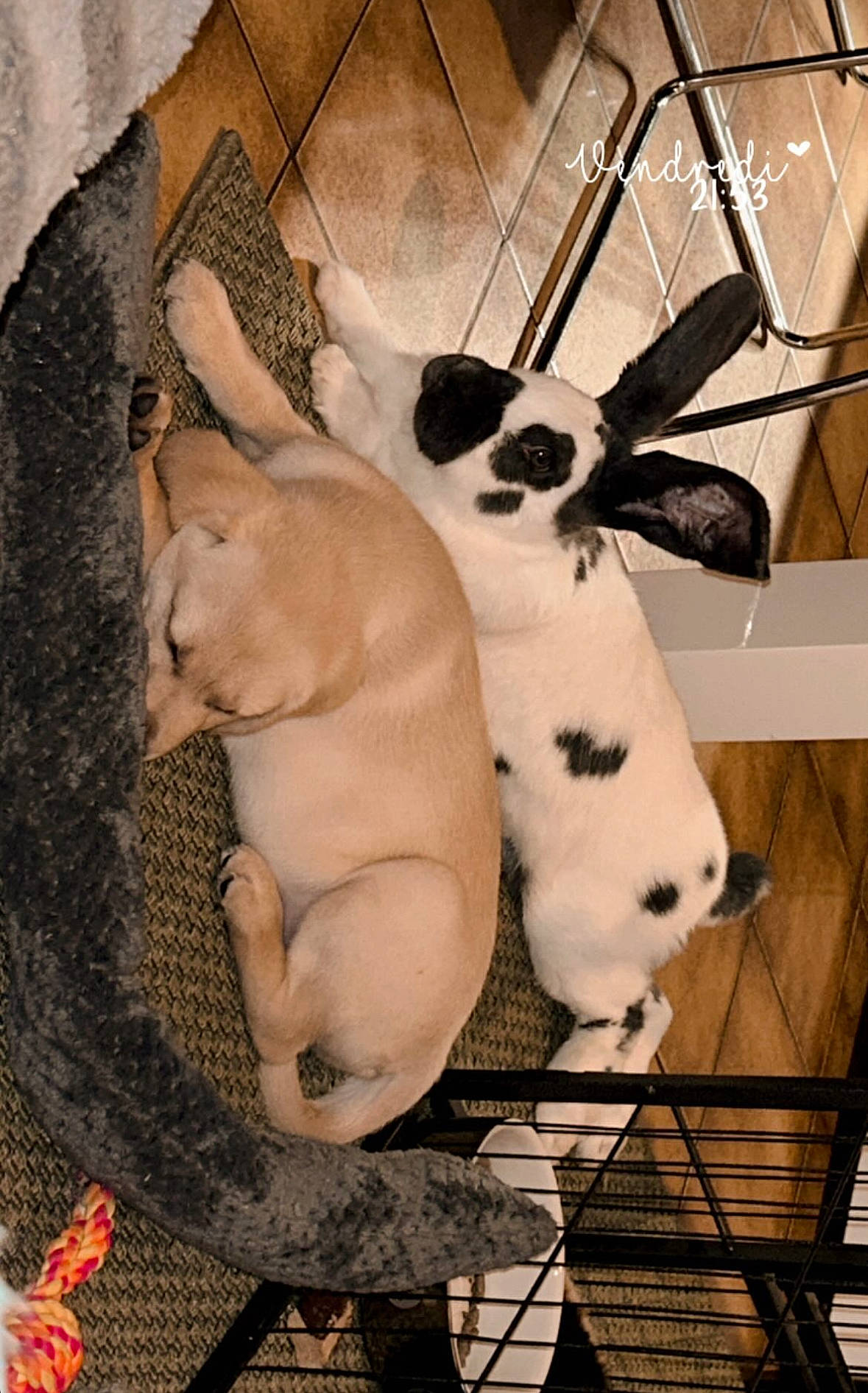 Ulya participe au concours pour gagner de l'argent avec cette photo : carnivore, collar, comfort, companion_dog, dog, dog_breed, dog_supply, fawn, fur, paw, pet_supply, snout, sporting_group, stuffed_toy, tail, terrestrial_animal, toy_dog, whiskers, wood, working_animal