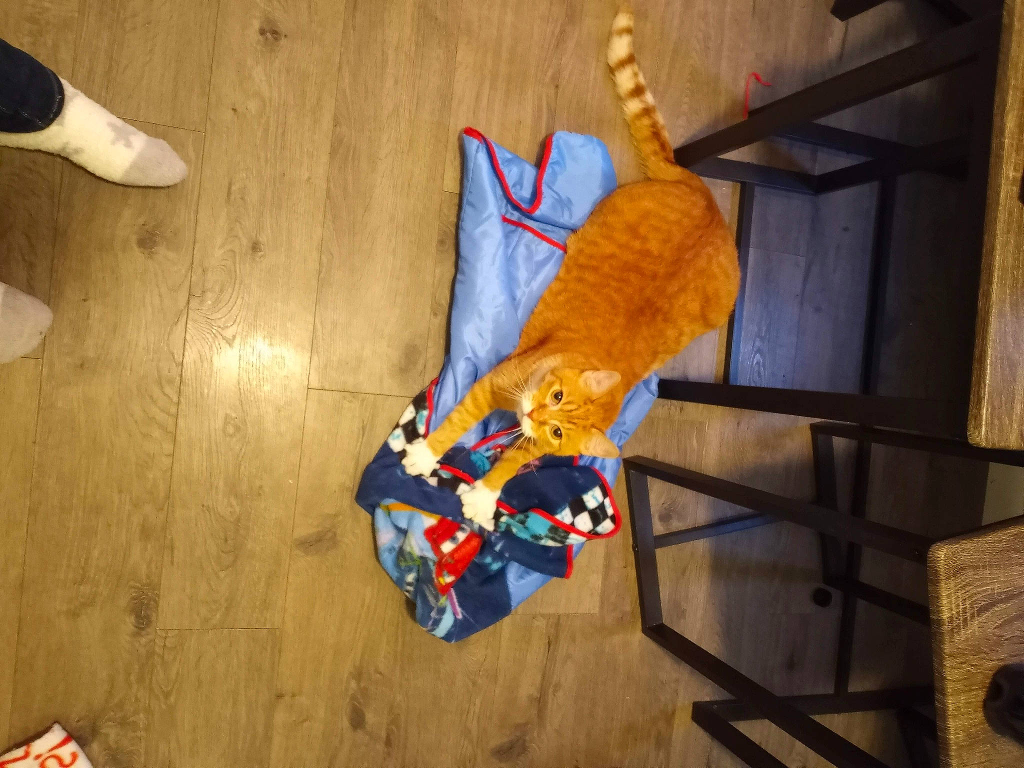 Pumpkin is registered to the contest to win money with this photo: baby_toys, carmine, carnivore, comfort, dog_breed, electric_blue, fawn, felidae, floor, flooring, fur, hardwood, linens, orange, room, small_to_medium_sized_cats, sporting_group, stuffed_toy, tail, wood