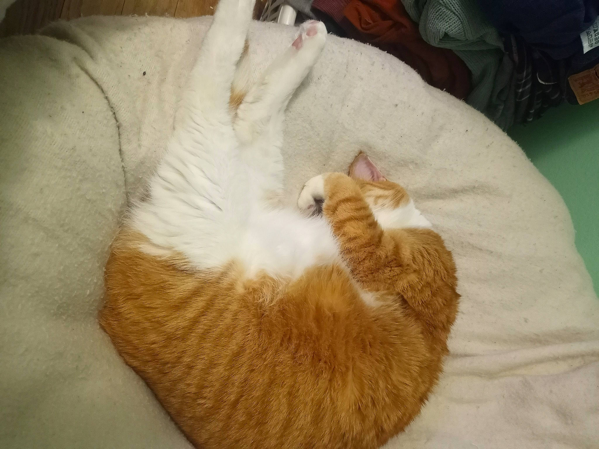 Pumpkin is registered to the contest to win money with this photo: carnivore, cat, cat_bed, cat_supply, comfort, domestic_short_haired_cat, eye, fawn, felidae, foot, fur, hardwood, nap, paw, pet_supply, small_to_medium_sized_cats, snout, tail, whiskers, wood