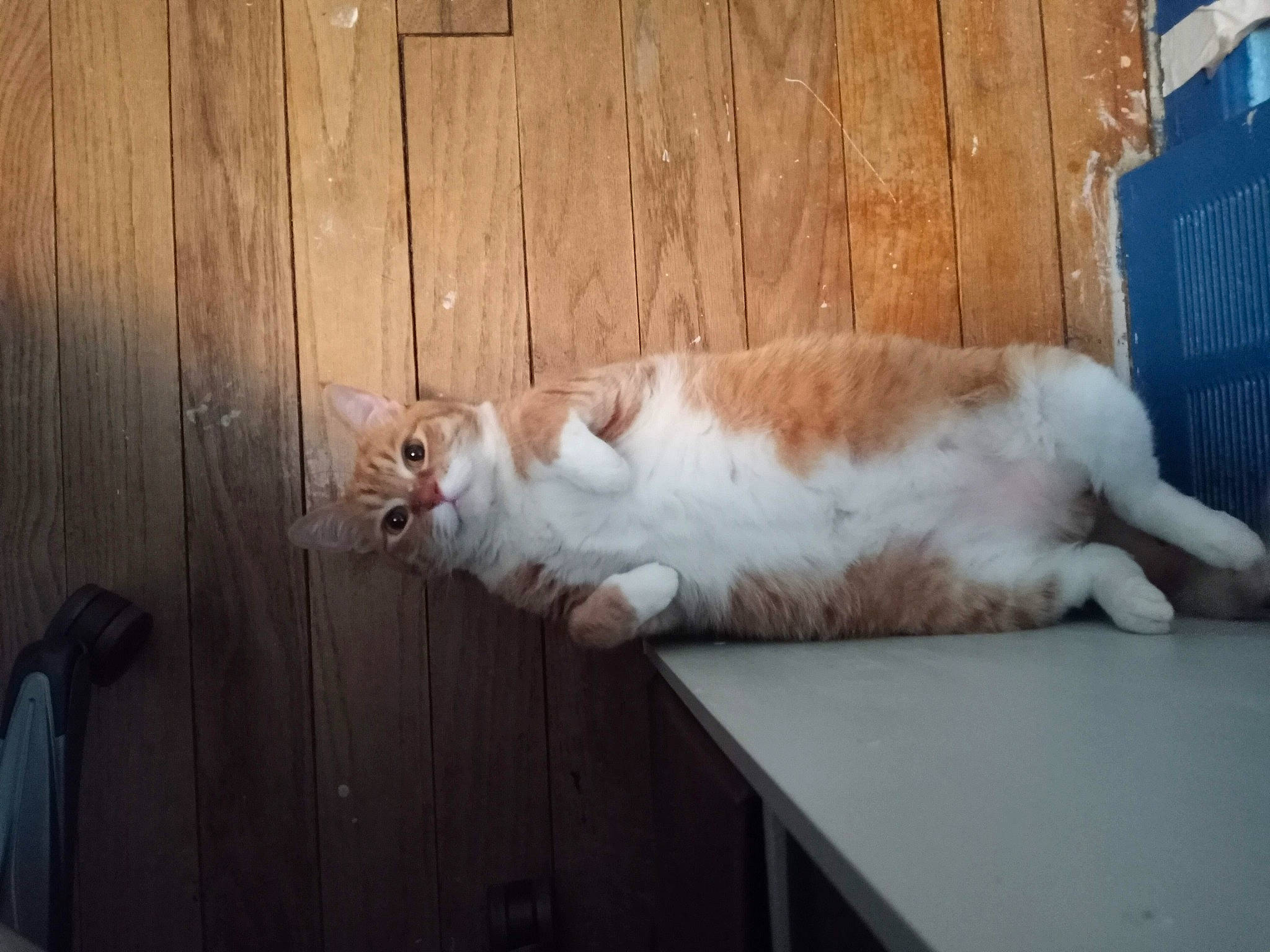 Pumpkin joined the competition — help win amazing prizes! canidae, carnivore, cat, companion_dog, dog_breed, domestic_short_haired_cat, eye, fawn, felidae, fur, hardwood, mammal, paw, small_to_medium_sized_cats, snout, sporting_group, tail, vertebrate, whiskers, wood