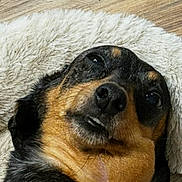 Penny joined the competition — help win amazing prizes! animal, black_and_tan, blanket, close_up, cozy, cute, dog, ears, expression, face, floor, fur, indoor, lying_down, nose, pet, resting, sleepy, small_dog, whiskers