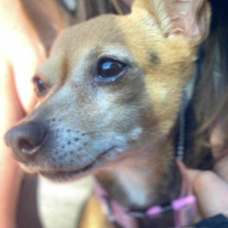 Bailey