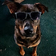 Lori-Dail is registered to the contest to win money with this photo: animal, brown_couch, canine, carpet, casual, cool, cute, dog, ears, fun, fur, home, indoor, looking_up, nose, pet, polka_dot, portrait, standing, sunglasses