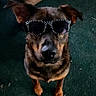animal, brown_couch, canine, carpet, casual, cool, cute, dog, ears, fun, fur, home, indoor, looking_up, nose, pet, polka_dot, portrait, standing, sunglasses