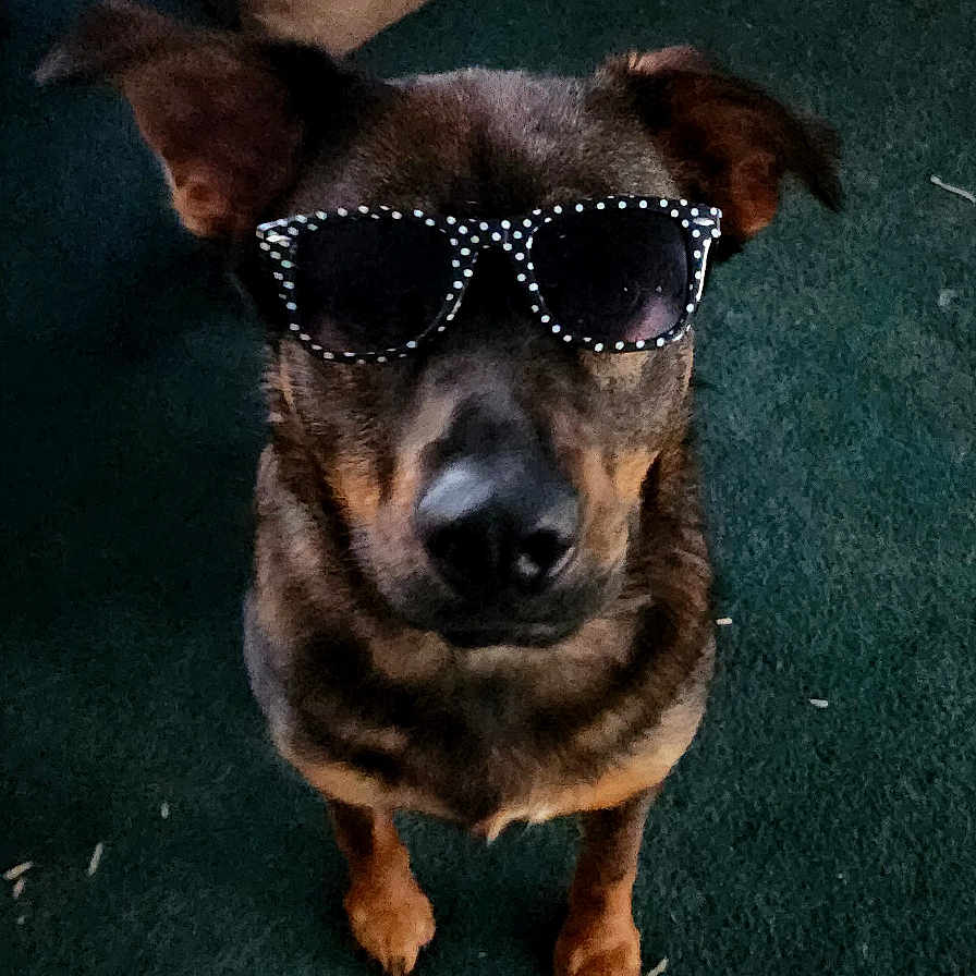 Lori-Dail is registered to the contest to win money with this photo: animal, brown_couch, canine, carpet, casual, cool, cute, dog, ears, fun, fur, home, indoor, looking_up, nose, pet, polka_dot, portrait, standing, sunglasses