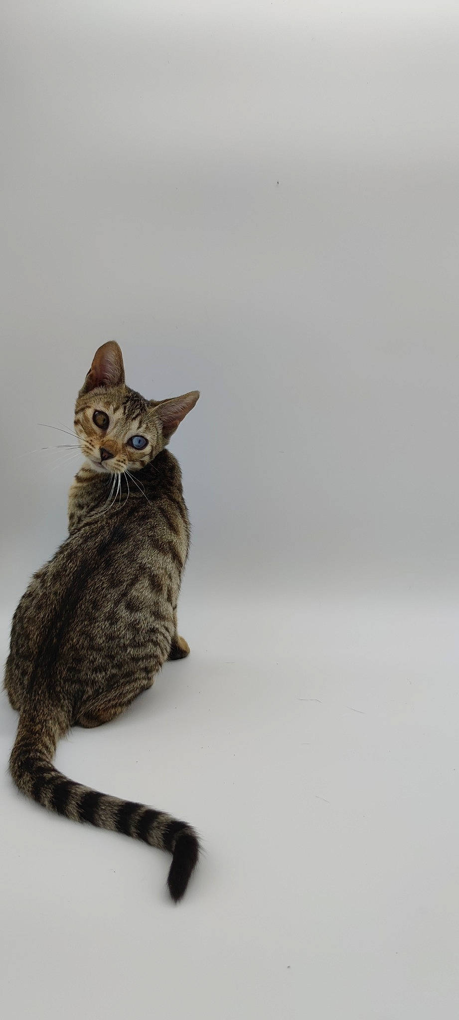 Marius a rejoint le concours — aidez-le/la à gagner de superbes lots ! carnivore, cat, fawn, felidae, fur, small_to_medium_sized_cats, snout, tail, terrestrial_animal, whiskers, wildlife