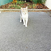 Kapi participe au concours pour gagner de l'argent avec cette photo :