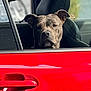 Gigi joined the competition — help win amazing prizes! animal, black_interior, canine, car, dog, domestic_animal, door_handle, ears, face, looking_out, pet, portrait, red_car, reflection, road_trip, seat, side_view, transportation, vehicle, window