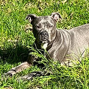Gigi is registered to the contest to win money with this photo: alert, animal, canine, companion, daylight, dog, domestic_animal, ears, fur, grass, gray_dog, greenery, laying_down, muzzle, nature, outdoor, pet, relaxed, snout, sunlight