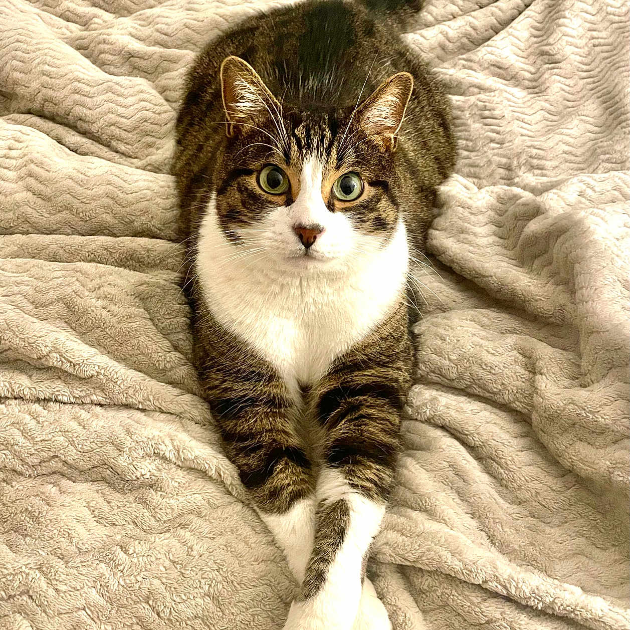 Kiko a rejoint le concours — aidez-le/la à gagner de superbes lots ! animal, blanket, cat, comfortable, cozy, crossed_legs, cute, ears, feline, fur, indoor, looking_at_camera, pet, relaxed, resting, soft_texture, tabby, tail, whiskers, white_paws