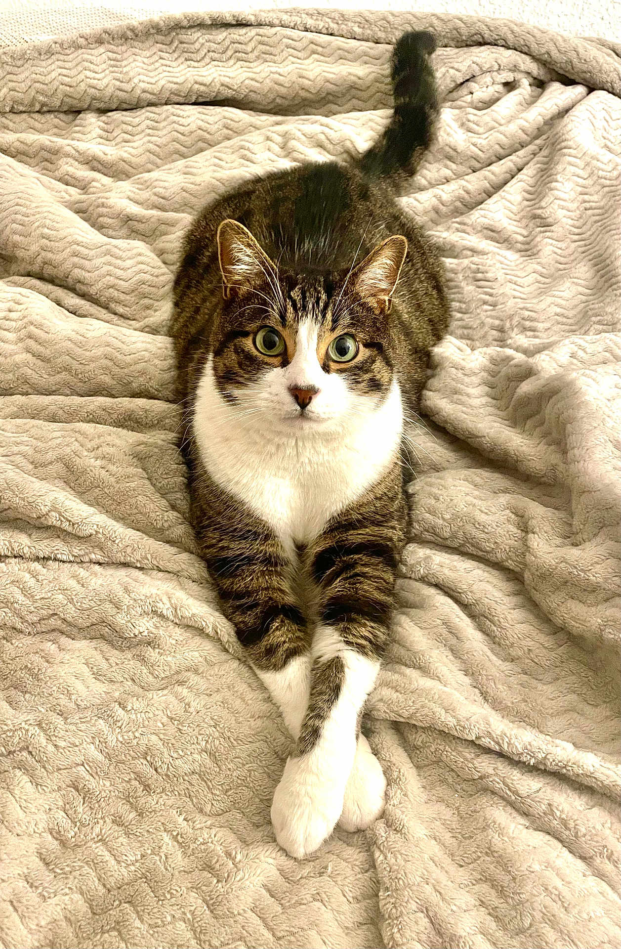 Kiko a rejoint le concours — aidez-le/la à gagner de superbes lots ! cat, tabby, white_paws, pet, animal, feline, cute, relaxed, blanket, soft_texture, indoor, resting, fur, whiskers, ears, tail, crossed_legs, looking_at_camera, cozy, comfortable