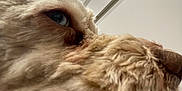Miller is registered to the contest to win money with this photo: dog, close_up, fluffy, light_fur, side_profile, face, eye, indoor, ceiling_light, cabinet, white, pet, animal, fur, snout, nose, soft_focus, household, portrait, companion