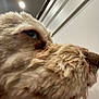 dog, close_up, fluffy, light_fur, side_profile, face, eye, indoor, ceiling_light, cabinet, white, pet, animal, fur, snout, nose, soft_focus, household, portrait, companion