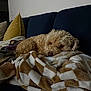 dog, couch, blanket, pillow, indoor, pet, fur, cozy, relaxed, home, resting, brown, beige, curly_fur, comfort, living_room, soft, sleepy, domestic_animal, furniture