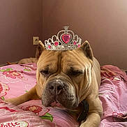 Boudin participe au concours pour gagner de l'argent avec cette photo : dog, tiara, bed, pink, indoor, pet, resting, animal, cute, portrait, furniture, canine, face, collar, sleepy, cozy, blanket, room, decor, cute_pet