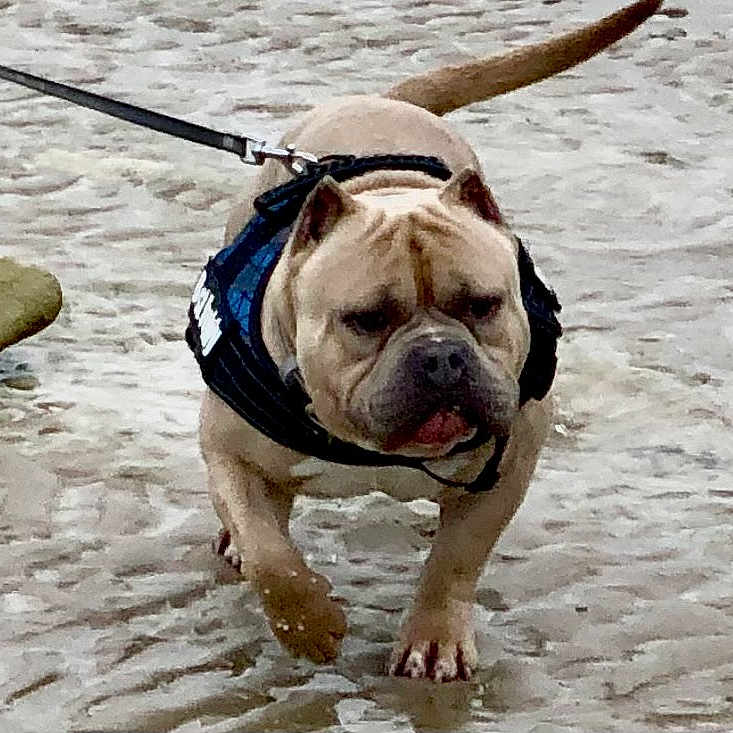 Boudin a rejoint le concours — aidez-le/la à gagner de superbes lots ! dog, water, leash, harness, shallow_water, outdoor, pet, animal, walking, muddy_water, canine, focused, rock, nature, wet, side_view, mammal, daytime, active, adventure