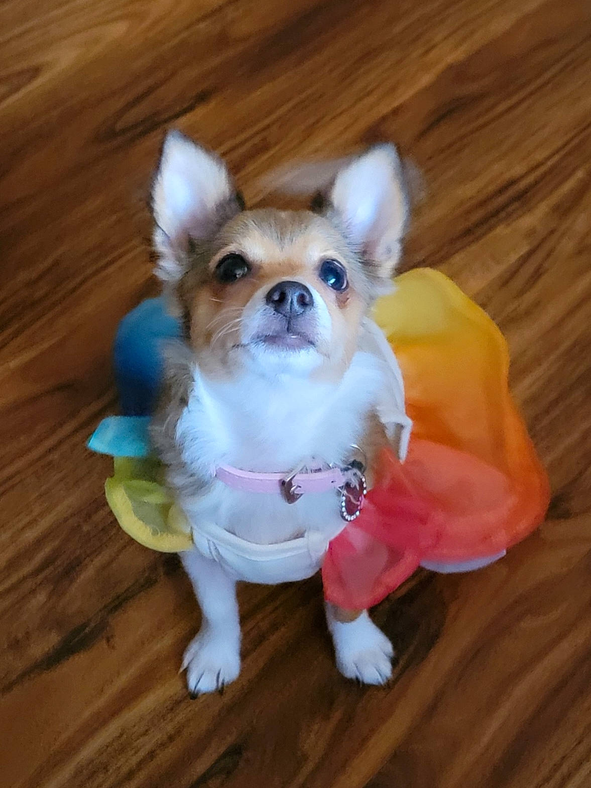 Cleo is registered to the contest to win money with this photo: carnivore, chihuahua, companion_dog, dog, dog_breed, dog_clothes, dog_supply, fashion_accessory, fawn, flooring, fur, hardwood, pet_supply, snout, tail, toy_dog, whiskers, wood, wood_stain, working_animal