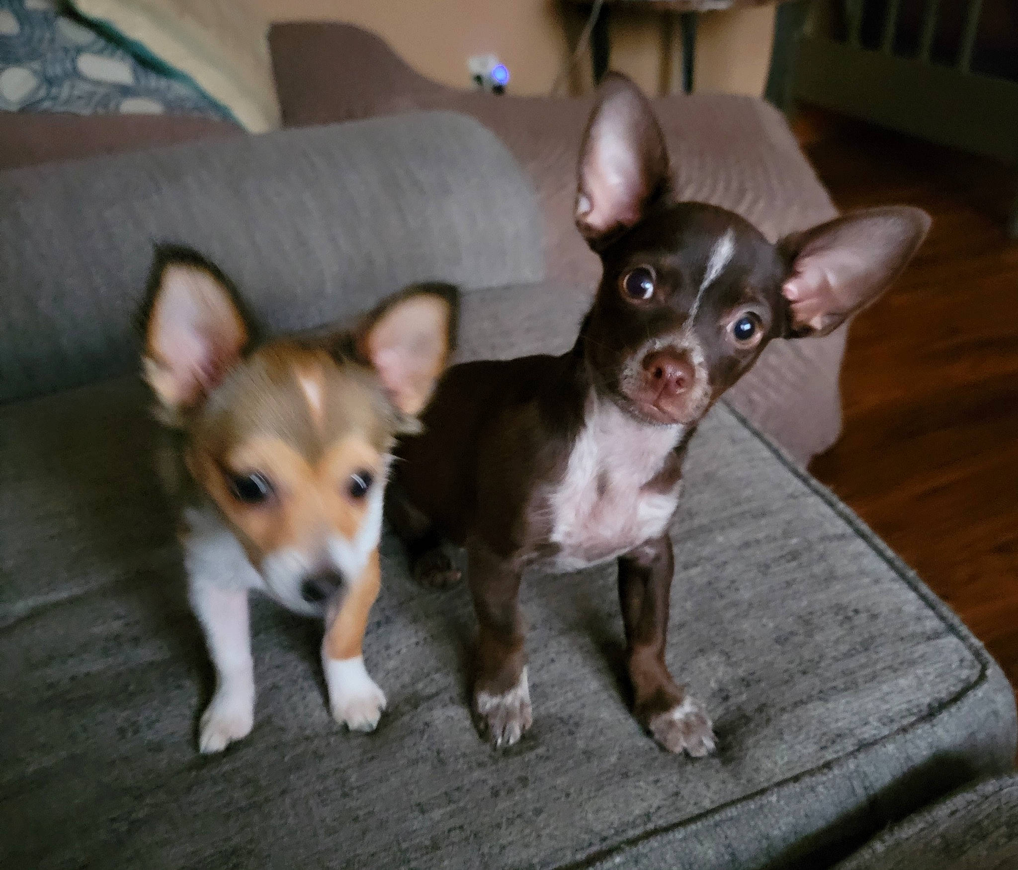 Cleo joined the competition — help win amazing prizes! canidae, carnivore, chihuahua, companion_dog, corgi_chihuahua, dog, dog_breed, ear, fawn, fur, non_sporting_group, puppy, russkiy_toy, snout, sporting_group, tail, terrestrial_animal, toy_dog, whiskers, working_animal