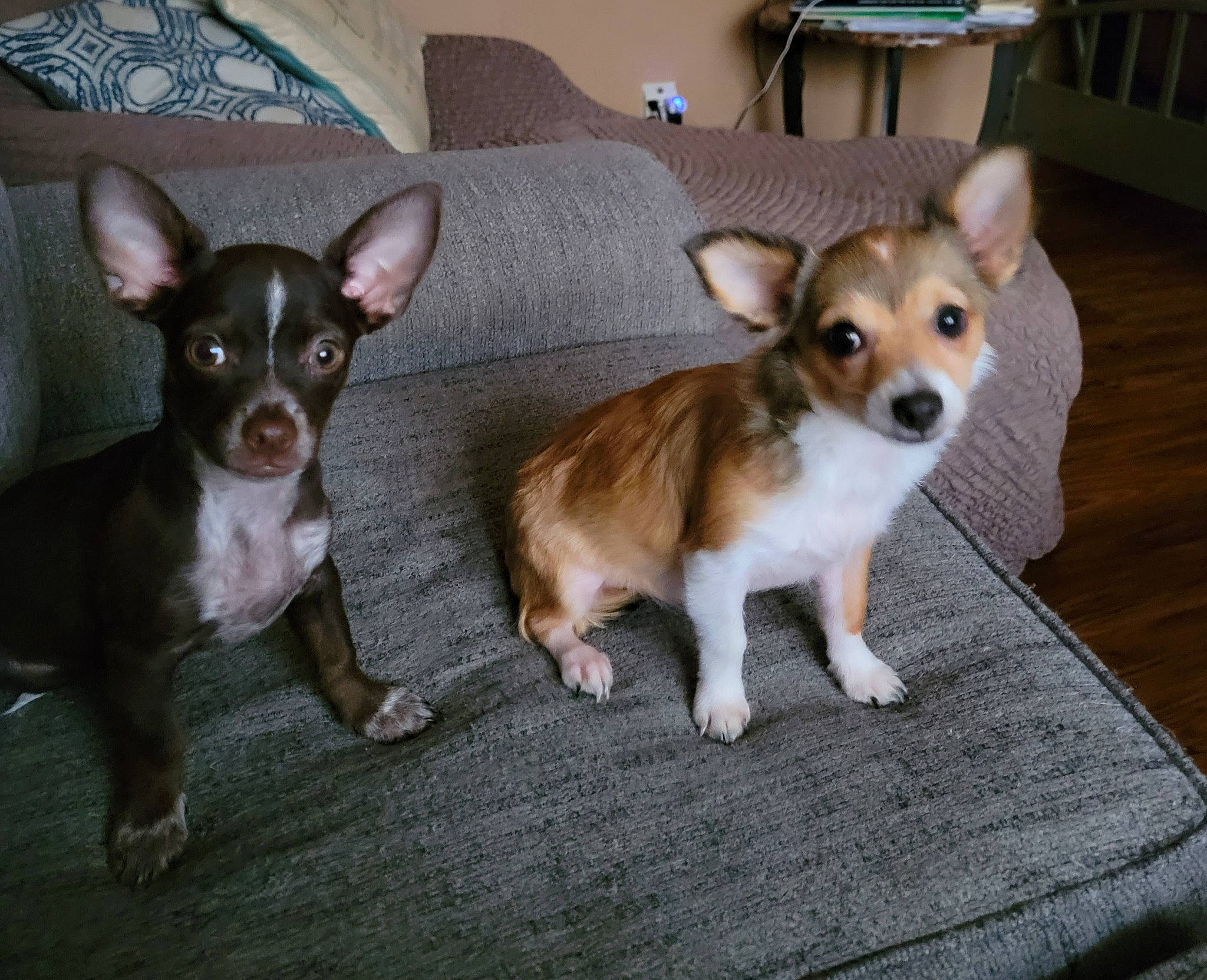 Cleo joined the competition — help win amazing prizes! canidae, carnivore, chair, chihuahua, companion_dog, corgi_chihuahua, couch, dog, dog_breed, ear, fawn, flowerpot, fur, non_sporting_group, russkiy_toy, snout, sporting_group, toy_dog, whiskers, working_animal