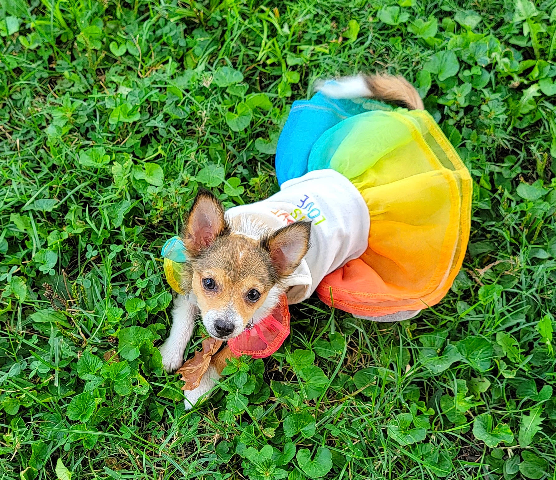 Cleo is registered to the contest to win money with this photo: canidae, carnivore, companion_dog, disc_dog, dog, dog_breed, dog_clothes, dog_supply, fashion_accessory, fawn, grass, groundcover, people_in_nature, personal_protective_equipment, plant, sporting_group, tail, terrestrial_animal, toy_dog, working_animal