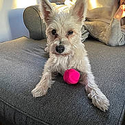 Mia is registered to the contest to win money with this photo: blanket, couch, cozy, dog, ears, fur, gray_couch, home, indoor, nose, paw, person, pet, pink_toy, relaxed, resting, sunlight, toy, white_dog, window