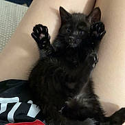 Esme joined the competition — help win amazing prizes! kitten, black_cat, pet, animal, lap, paws, feline, cute, indoors, young, fur, relaxing, person, legs, clothing, casual, home, small, raised_paws, resting