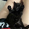 kitten, black_cat, pet, animal, lap, paws, feline, cute, indoors, young, fur, relaxing, person, legs, clothing, casual, home, small, raised_paws, resting
