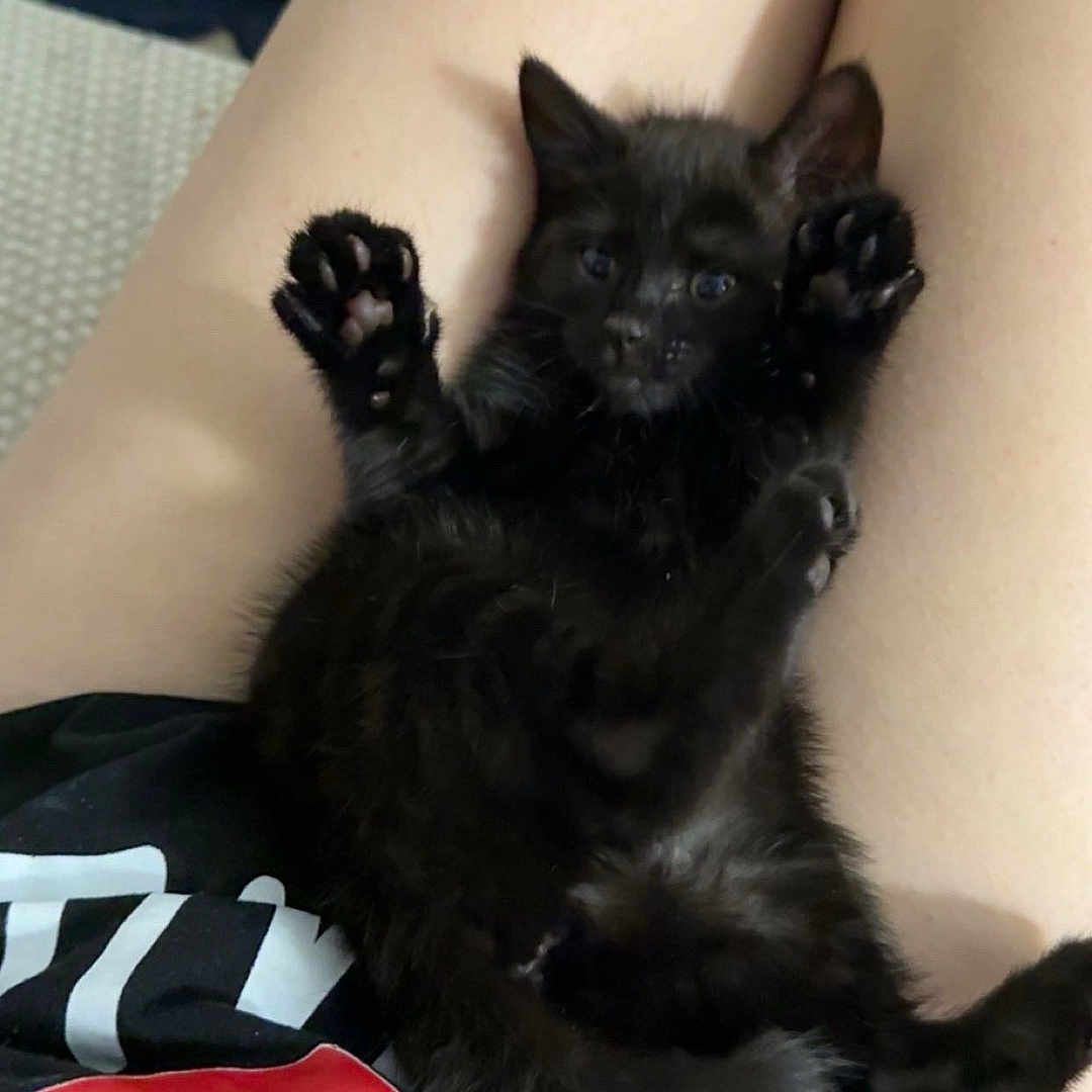 Esme joined the competition — help win amazing prizes! kitten, black_cat, pet, animal, lap, paws, feline, cute, indoors, young, fur, relaxing, person, legs, clothing, casual, home, small, raised_paws, resting