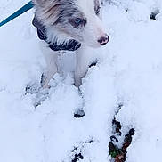 Versace participe au concours pour gagner de l'argent avec cette photo : dog, puppy, snow, winter, outdoor, blue_eyes, fur, pet, animal, canine, cold, coat, leash, nature, curious, cute, playful, white, background, ears