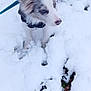 dog, puppy, snow, winter, outdoor, blue_eyes, fur, pet, animal, canine, cold, coat, leash, nature, curious, cute, playful, white, background, ears