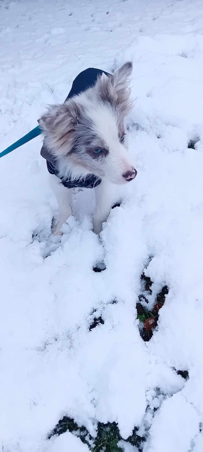 Versace participe au concours pour gagner de l'argent avec cette photo : dog, puppy, snow, winter, outdoor, blue_eyes, fur, pet, animal, canine, cold, coat, leash, nature, curious, cute, playful, white, background, ears