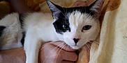 Mipha a rejoint le concours — aidez-le/la à gagner de superbes lots ! cat, black_and_white, pet, animal, whiskers, ears, person, hand, holding, blanket, indoor, resting, fur, cute, closeup, face, nose, paw, domestic_animal, relaxing
