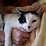 cat, black_and_white, pet, animal, whiskers, ears, person, hand, holding, blanket, indoor, resting, fur, cute, closeup, face, nose, paw, domestic_animal, relaxing