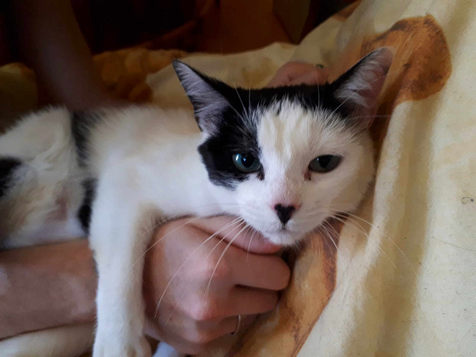 Mipha a rejoint le concours — aidez-le/la à gagner de superbes lots ! cat, black_and_white, pet, animal, whiskers, ears, person, hand, holding, blanket, indoor, resting, fur, cute, closeup, face, nose, paw, domestic_animal, relaxing