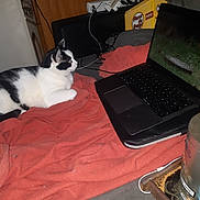 Mipha participe au concours pour gagner de l'argent avec cette photo : cat, black_and_white_cat, laptop, blanket, red_blanket, couch, indoor, wooden_cabinet, box, electronics, cords, pet, furniture, computer, relaxing, watching, animal, domestic_cat, home, cozy