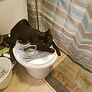 Cursie is registered to the contest to win money with this photo: bathroom, bidet, cat, felidae, floor, plumbing_fixture, room, small_to_medium_sized_cats, toilet