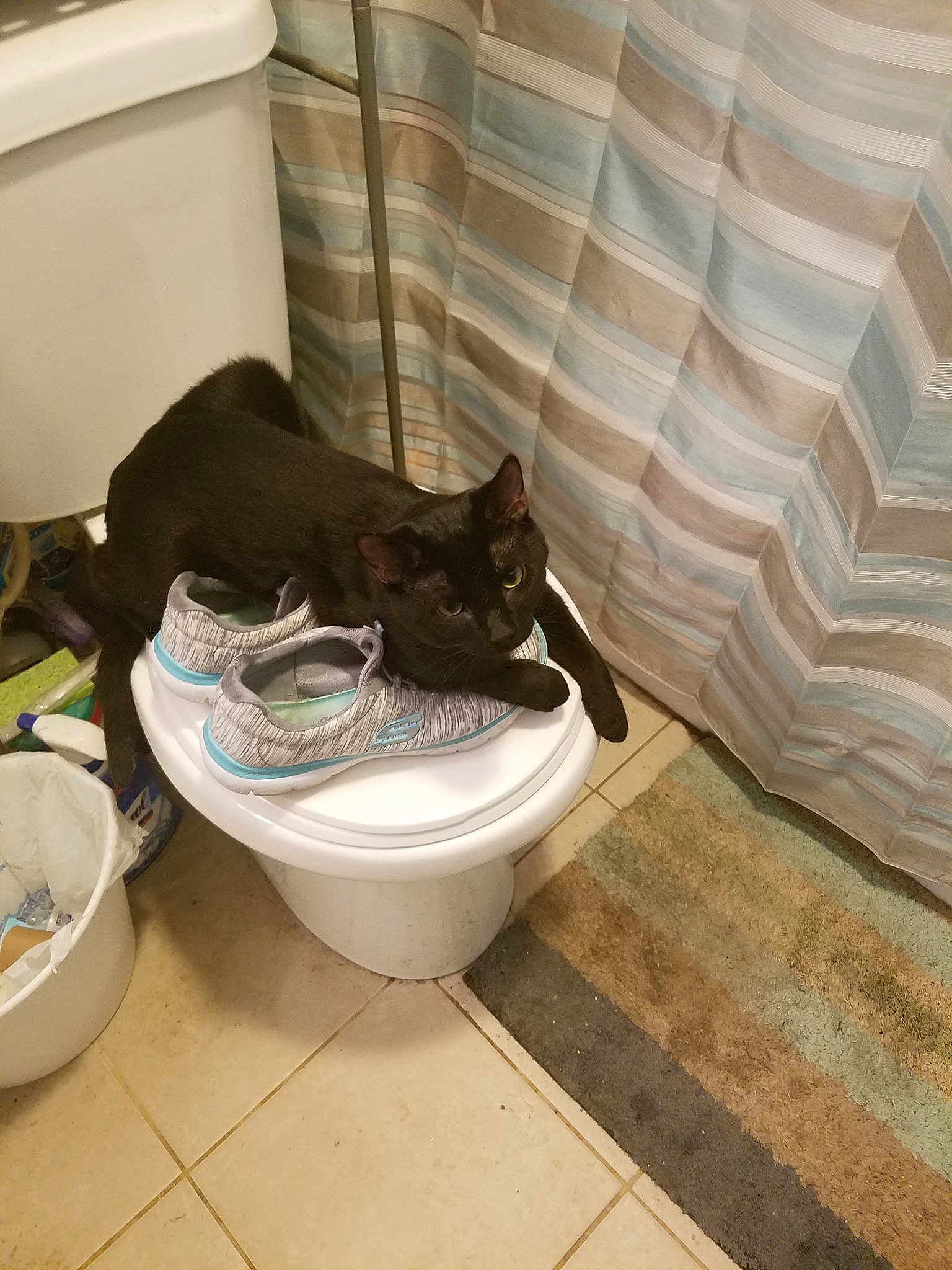 Cursie is registered to the contest to win money with this photo: bathroom, bidet, cat, felidae, floor, plumbing_fixture, room, small_to_medium_sized_cats, toilet