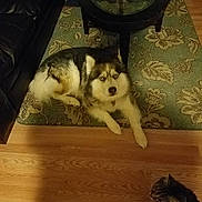 Zero joined the competition — help win amazing prizes! alaskan_klee_kai, alaskan_malamute, canadian_eskimo_dog, canidae, carnivore, dog, dog_breed, east_siberian_laika, mammal, native_american_indian_dog, northern_inuit_dog, rare_breed_dog, sakhalin_husky, seppala_siberian_sleddog, siberian_husky, sled_dog, tamaskan_dog, vertebrate, west_siberian_laika, wolfdog