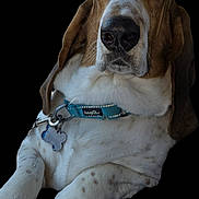 Max joined the competition — help win amazing prizes! dog, basset_hound, pet, collar, tag, close_up, canine, animal, fur, ears, snout, nose, whiskers, portrait, domestic_animal, mammal, laying_down, white_fur, brown_fur, spot