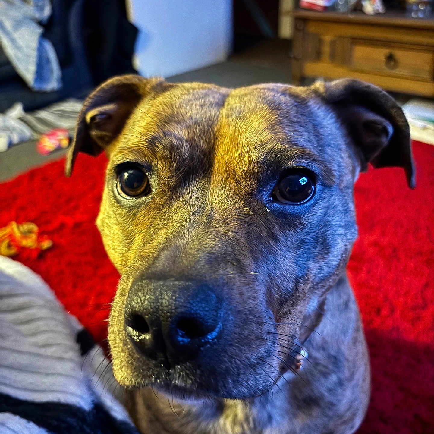 Nala joined the competition — help win amazing prizes! animal, architecture, boxer, building, bulldog, cabinet, canine, couch, dog, furniture, hound, indoors, interiordesign, labradorretriever, livingroom, pet, pitbull, puppy, room, shelf