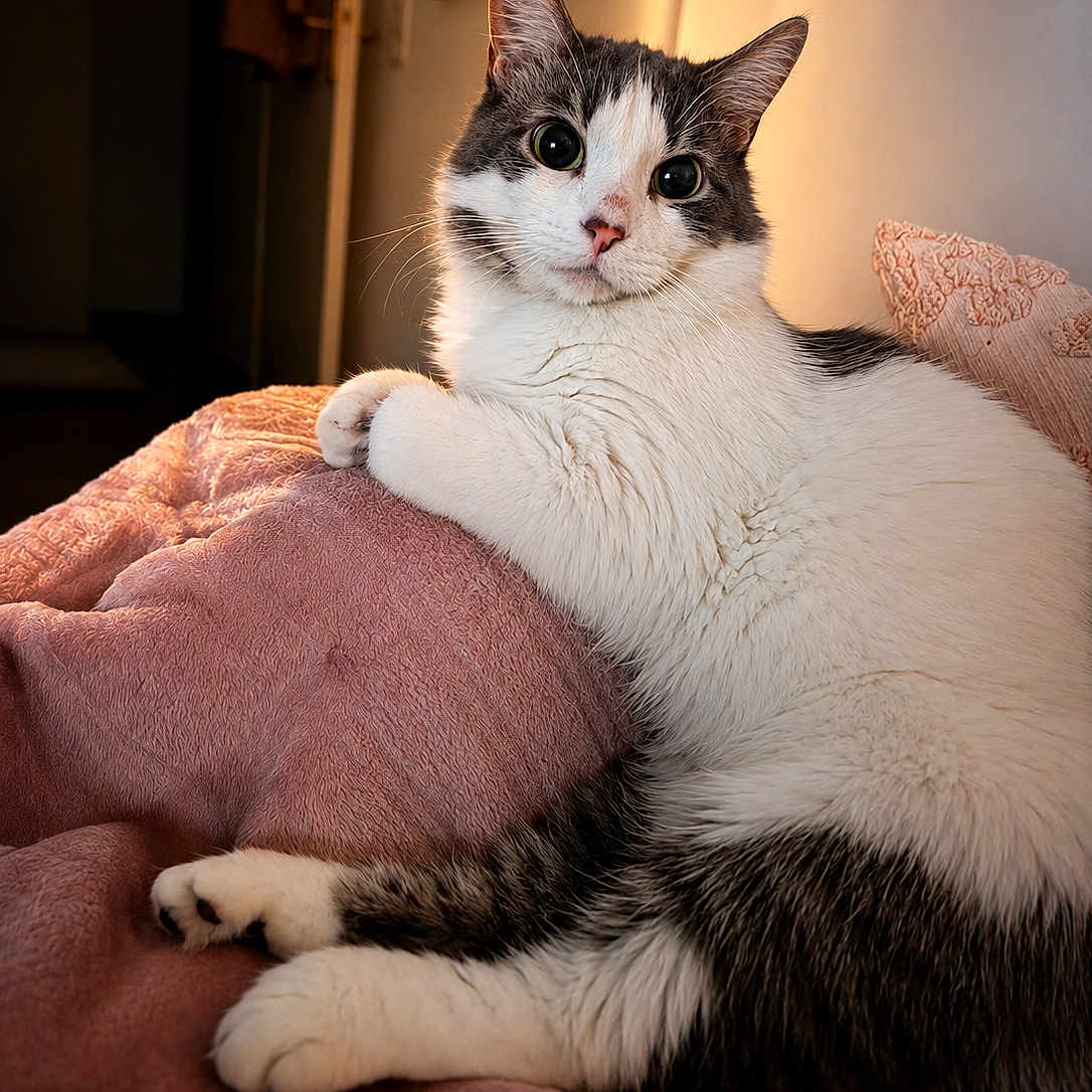 Asco a rejoint le concours — aidez-le/la à gagner de superbes lots ! cat, animal, pet, feline, white, gray, fur, bed, blanket, indoor, cozy, relaxed, cute, whiskers, paw, resting, portrait, warm_light, curious, soft