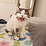 cat, cat_face, feline, pet, indoor, bedroom, blanket, pillow, door, white, gray, fur, animal, cozy, cute, sitting, expression, tongue_out, home, comfort