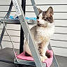 Asco participe au concours pour gagner de l'argent avec cette photo : cat, animal, pet, feline, ladder, pink_cloth, outdoor, gray_siding, curious, fluffy, sitting, metal, step_ladder, calm, domestic_cat, side_view, fur, whiskers, paws, resting