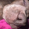 dog, canine, muzzle, nose, snout, whiskers, fur, wrinkles, sleeping, close_up, macro, portrait, pink_blanket, indoor, pet, animal, brown_fur, texture, resting, cute