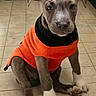dog, puppy, pit_bull, sweater, orange_clothing, sitting, indoor, tile_floor, portrait, animal, pet, canine, short_hair, floppy_ears, brown_fur, white_paws, looking_at_camera, cute, clothing, home