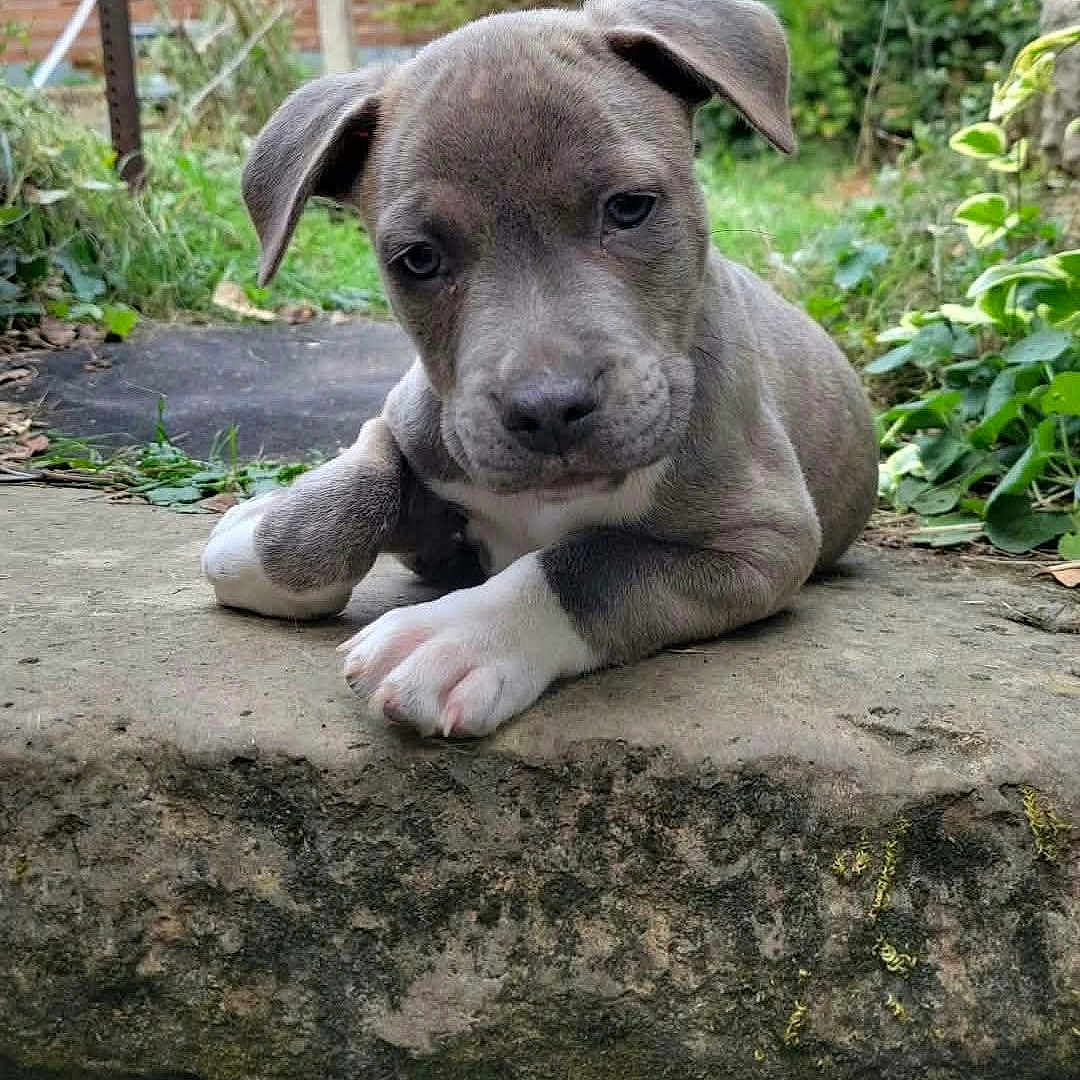 Stan